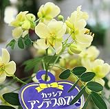季節の花　黄色い花　アンデスの乙女（カッシア）薄い黄色（白） 5号鉢植え かご付き