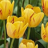 秋植え球根・プランター１杯分のチューリップ オリンピックフレーム ３０球パック*お届け地域によっては別途送料がかかる場合があります