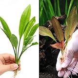 （水草）アマゾンソード（２株）＋おまかせ赤系エキノドルス（水上葉）（１ポット）