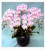 花を贈る！椎名洋ラン園の胡蝶蘭 (ピンク) 5本立ち (生花)