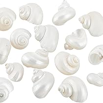 珍しい貝殻のセット 珍しい貝殻のセット - メルカリ