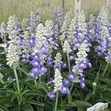 サルビア：ファリナセア サリーファンスカイブルー3.5号 2株セット ノーブランド品