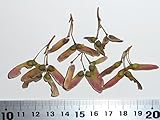 【モミジ・カエデの種】シュウカ＜秋華＞ 種子20粒 Shuka Japanese maple 20 seeds ～ 国内仕入れ品 ～