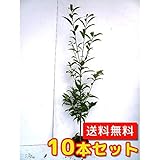 【ノーブランド品】 シラカシ 樹高1.2m前後 15cmポット 【10本セット】