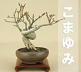 いよじ園 こまゆみ 小品盆栽 ▼ご選択ください,2