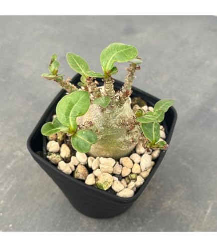 Amazon.co.jp: g68 アデニウム ドワーフ タコ足 塊根植物 アラビカム