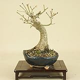 いよじ園 山モミジ（小品盆栽） 【雑木盆栽 紅葉】