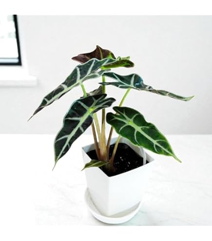 Amazon.co.jp: 大幅値引A23-5 アロカシア シンポ Alocasia Simpo