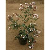 アベリア 5号ポット