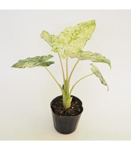 Amazon.co.jp: 観葉植物 希 アロカシア・スティングレイ ② MWNSQ