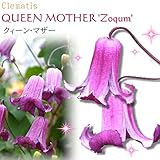 クレマチス クィーン・マザー 1年生苗 10.5cmポット