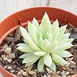 ファンファーレ 7.5cmポット セデベリア 福岡県産 多肉植物 多肉 観葉植物 インテリアグリーン 寄せ植えに