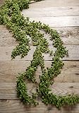 文字列の真珠Succulentガーランド4 ft