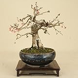 いよじ園 十月桜 小品盆栽 【雑木盆栽 花物盆栽】