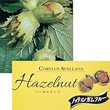 ヘーゼルナッツ（西洋ハシバミ）：ノッティンガムフルー4.5～5号ポット[楕円大実系　苗木] ノーブランド品