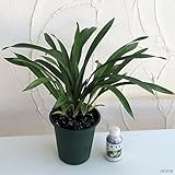 東洋蘭：金稜辺（キンリョウヘン）ミスマフェット 4号ポットと東洋蘭液肥 100ccのセット