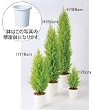 エフプランター 人工観葉植物-ゴールドクレストツリー-150-8号鉢-懸崖鉢