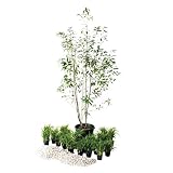 オンリーワン　浴室前・ユーティリティ前　植栽セット　インパクト　シラカシ　和の景色　UN6-SET18