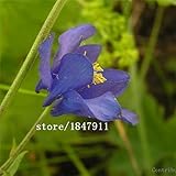 ビッグセールオリジナルパック100種子/パック、コロンバイン種子、オダマキの種、色とりどりの花ファミリーガーデン植物盆栽