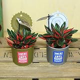 観葉植物：ペペロミア　ロッソ　カール*ぺぺろみあ (ゴールド)
