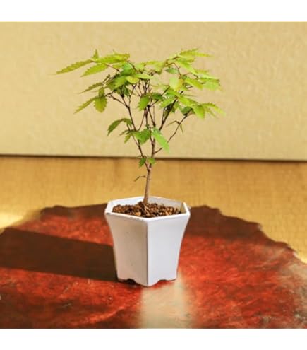 Amazon.co.jp: 【charm】（山野草）盆栽 ハウチワカエデ（羽団扇