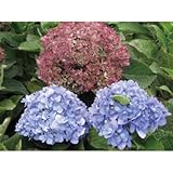 アジサイ(紫陽花) (四季咲性) 手毬状 植木 苗木