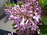 ライラック 苗 ピンク 品種 ライラックピンク 根巻き 大苗 庭木