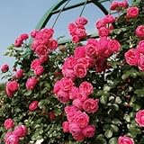 バラ苗 ポンポネッラ 国産大苗6号スリット鉢 つるバラ(CL) 四季咲き ピンク系