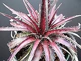 赤紫系の人気種 ディッキア・チェリー・コーク。 (DYCKIA CHERRY COKE） 10粒 [並行輸入品]