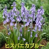 植えたままで毎年咲くお手軽 シラー100球パック【ヒスパニカブルー】 もう、あっちこっちにいっぱい植えてね*お届け先によっては別途送料がかかります