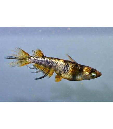 Amazon | めだか 曜変天目めだか メダカ2ペア（若魚〜成魚） 同時購入