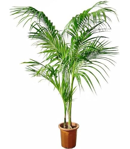 Amazon.co.jp: ケンチャヤシ 7号 メキシコ 観葉植物 : DIY・工具・ガーデン