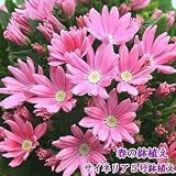 春の鉢花　サイネリア5号鉢植えかご付「ピンク系」ボリュームある春の鉢植え