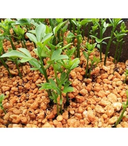 Amazon｜間近限定企画カラタチ台木100本+α(枯れ分)｜観葉植物 