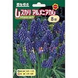 秋植え球根 ムスカリ アルメニアカム (234666)