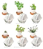 [植物 栽培 栽培セット ガーデン 手軽 癒し グリーン ハーブ]<br>エッグリングエコフレンドリー カクタス