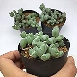 多肉植物:ブラウンシア 碧魚連(へきぎょれん)*