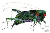Marmont Hill Eric Carle 's The非常に静かなクリケット前面カバーキャンバス壁アート 18 by 12-Inch MH-ECARL-93-C-18