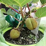 父の日ギフト キウイ（実付き） 鉢植え 5号　籐かご付き　果樹