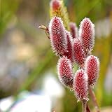 ピンクネコヤナギポット苗 庭木 低木