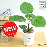 LAND PLANTS ハートリーフ ウンベラータ 白色デコールポット