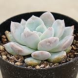 モンロー 7.5cmポット エケベリア Echeveria monroe 福岡県産 多肉植物 多肉 観葉植物 インテリアグリーン 寄せ植えに