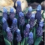 ムスカリ　ラティフォリウム　１０球入