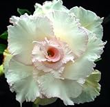 40 Fresh seedsアデニウム アラビカム オベスム 砂漠のバラ種子(40粒)塊根植物種子Adenium obesum Desert Roses seeds no268-Quatro-Whit