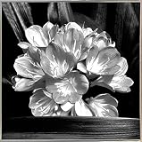 Camellia Blossoms by Harold Silverman – 花 18"x18" 69376-36-17FUSA