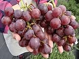 ブドウ 苗木 紅富士 ウィルスフリー1年生 接ぎ木 苗 果樹苗木 ぶどう 苗 果樹苗