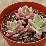 レズリー 7.5cmポット エケベリア Echeveria cv Rezry 福岡県産 多肉植物 多肉 観葉植物 インテリアグリーン 寄せ植えに