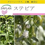 SAFLAX - 鉢植えセット - ステビア - 100 個の種。- ミニプラスチックグリーンハウス、鉢植え用土壌、鉢×2個を含みます - Stevia rebaudiana