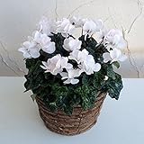 [ギフトに]八重咲きシクラメン：ウインク シャワーピンク5号鉢え カゴ入り ノーブランド品