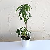 インディアンアーモンド5号鉢植え ノーブランド品